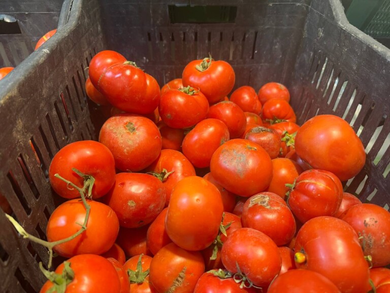 5264807157122069703 768x576