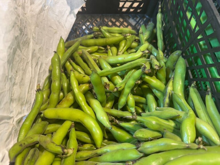 5264807157122069705 768x576