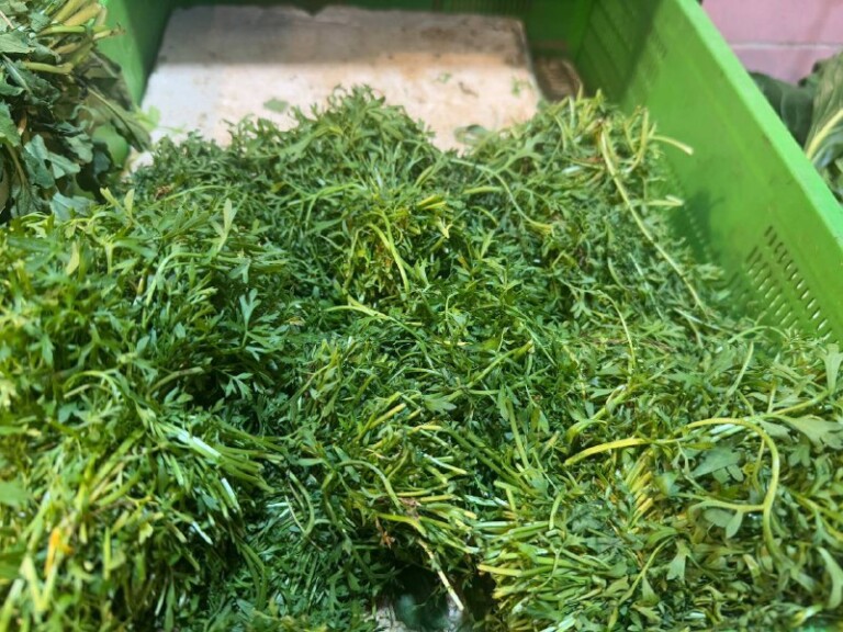 5264807157122069710 768x576