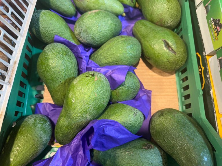 5264807157122069718 768x576