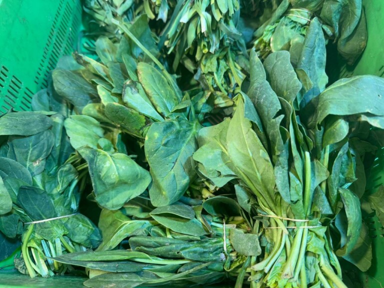 5264807157122069728 768x576