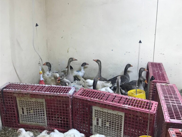 52670442982123694921 768x576