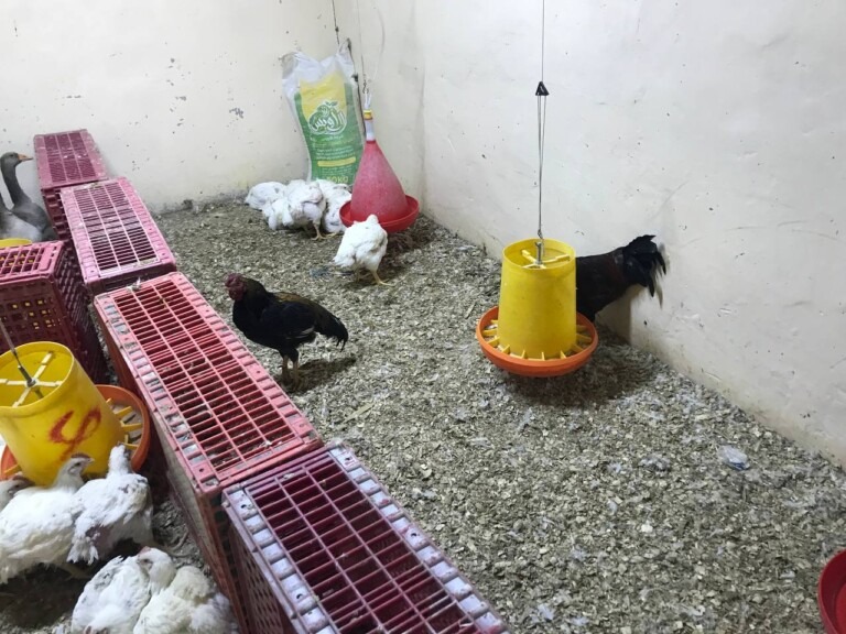 5267044298212369495 768x576