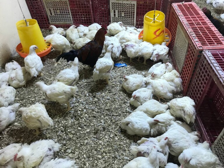 5267044298212369496 768x576