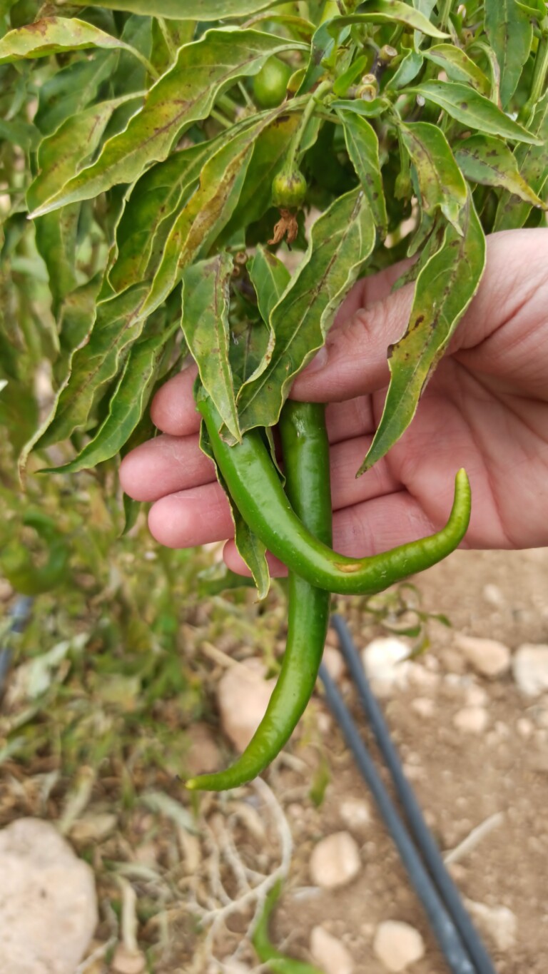 Snapchat 39291457 768x1365