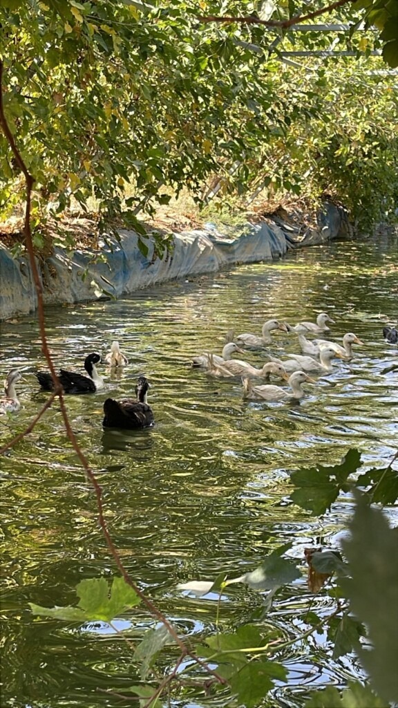A new plans for autumn season get starting preparation, Mixing the top soil with remain of leftover vegetables to making the top soil loose and felix, notplow it,  that to keep all the living elemnts a live in soil. adding composet to the top soil with the mulch then set up the dripping line back to way it was.