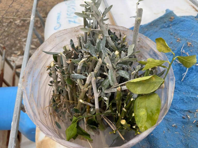 photo 2025 01 27 23 26 53 768x576