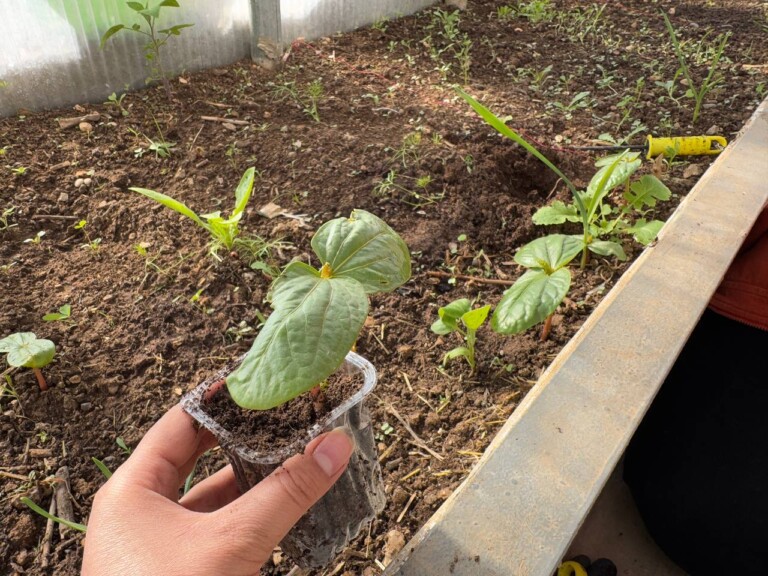 photo 2025 01 27 23 27 46 768x576